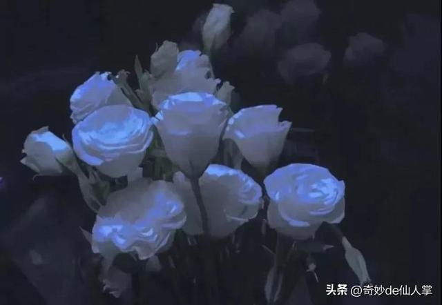 情人节送花文案搞笑，情人节送花文案搞笑版