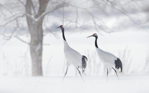 冬雪的诗句_古诗名句，冬雪的诗句_古诗五字！