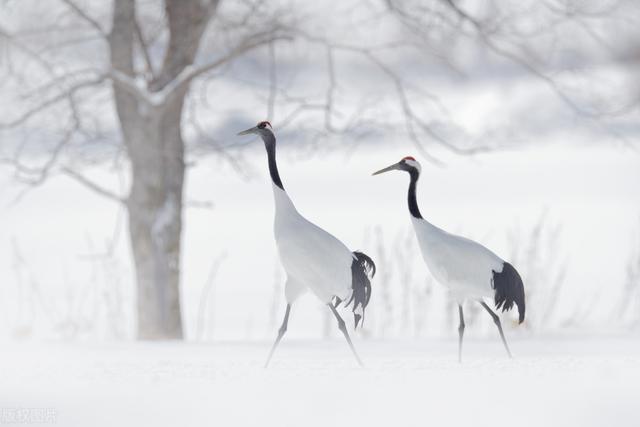 冬雪的诗句_古诗名句，冬雪的诗句_古诗五字！