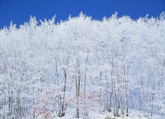 冬雪的诗句_古诗名句，冬雪的诗句_古诗五字！