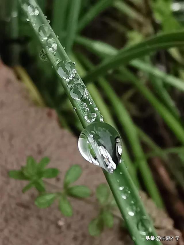 清晨的露珠唯美句子，早晨唯美句子简短