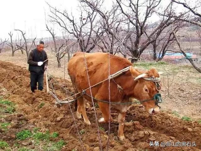 牛的典故和传说，牛的典故和传说及图片